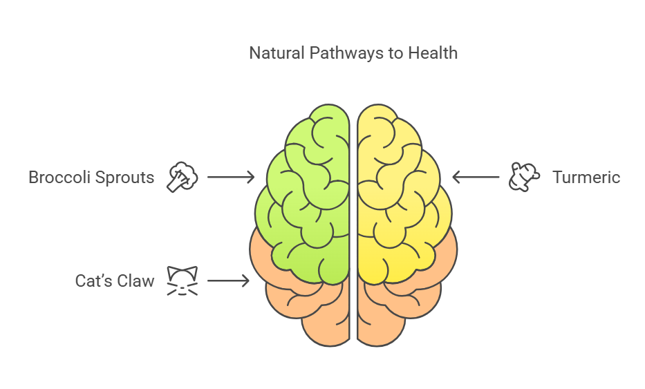 Potent NRF2 activators for brain health